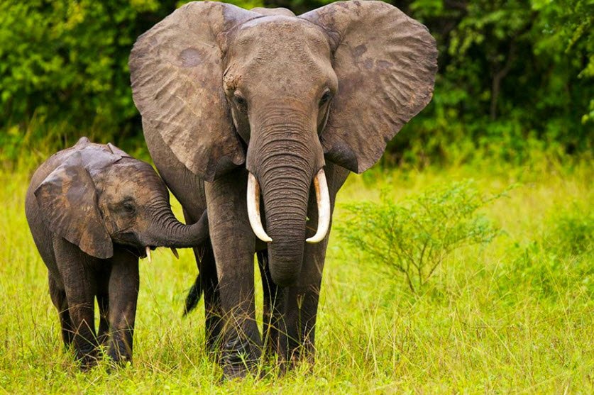 Nimule National Park, Nimule, Eastern Equatoria State, South Sudan